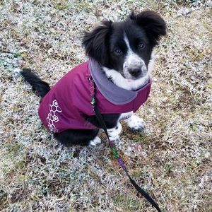 Meet your Posher, Dawn